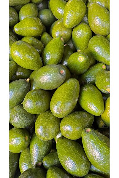 Tropik Dükkanım Dalından Taze Avokado 1Kg