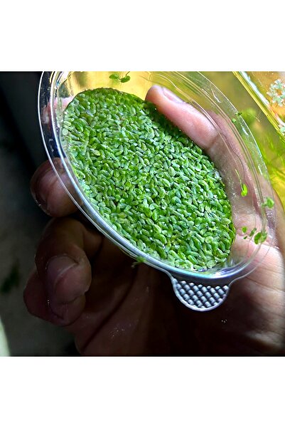 Genel Markalar Su Mercimeği (Duckweed/Lemna Minor) Akvaryum Bitkisi - 80cc Ka...