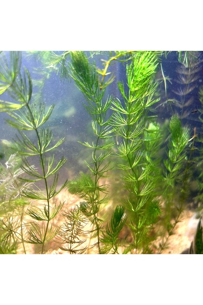 Genel Markalar Ceratophyllum Demersum (Tilki Kuyruğu) Akvaryum Bitkisi - Taşa...