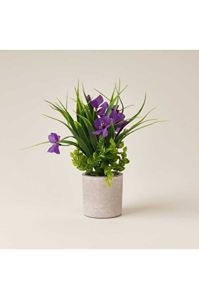 Evidea Deco Saksılı Petunya - Mor - 28 cm