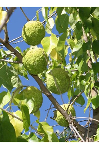 bahçevilya Yalancı Portakal Ağacı Fidanı Maclura Pomifera