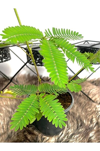 Genel Markalar Küstüm Çiçeği Mimosa Pudica 10-20 cm