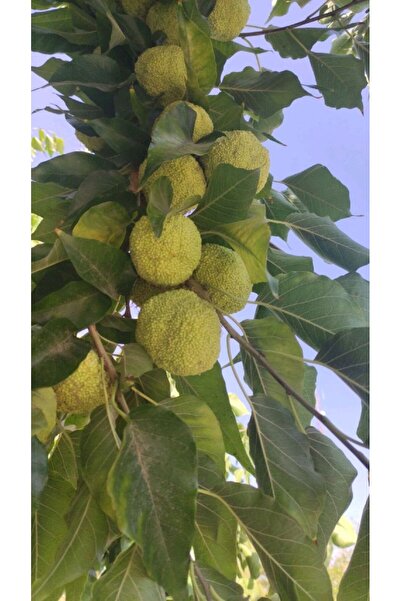 doğaşık Yalancı Portakal Ağacı Fidanı Maclura Pomifera 1-2 Yaş Arası