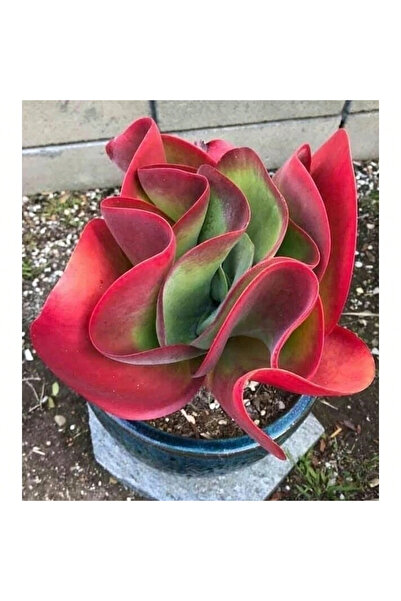 123 200 Pcs Seeds Easy Planting Succulent Flower Seeds Bonsai Indoor Flower P...