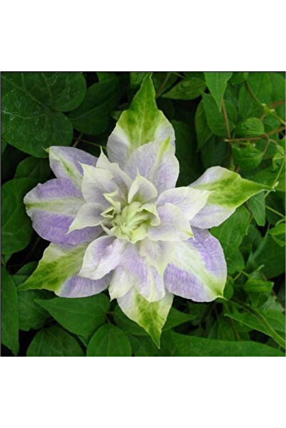 123 265 Purple Green Iron Wire Permanent Flower Seeds