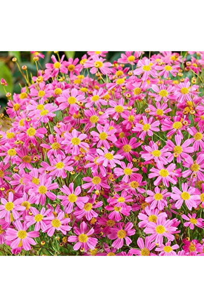 123 191 Chrysanthemum Seeds Dwarf Garden