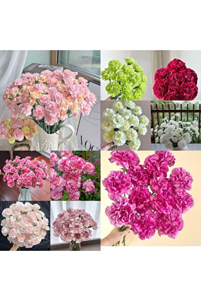 Bloom & Sow Seed بذور القرنفل المزدوجة الجميلة المختلطة، زهور عطرية مقطوفة لت...