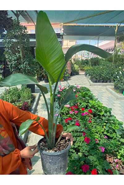 Genel Markalar Starliçe 100-120cm boyunda salon bitkisi