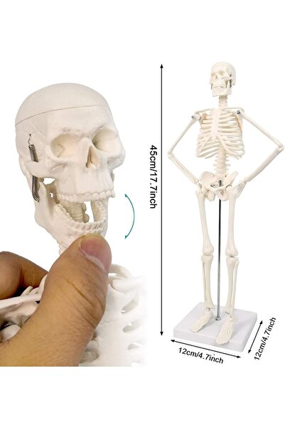 EgeAnatomi Maketleri İnsan İskelet Modeli 45 Cm ( İnsan İskelet Maketi)