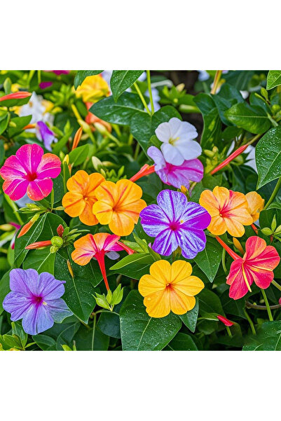 123 152Pcs Four O'Clock Flower Seeds - Mixed Color Beautiful Flower Seeds, Tr...