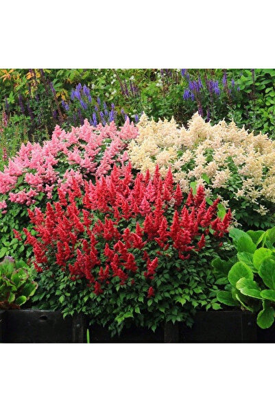 123 50 Colored Flower Seeds