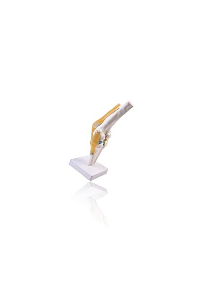 Generic Life-Size 11.6 Inch Knee Joint Model with Ligaments, Detailed Anatomi...