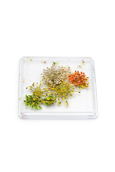 global fashion Nail decoration, dried flowers D27