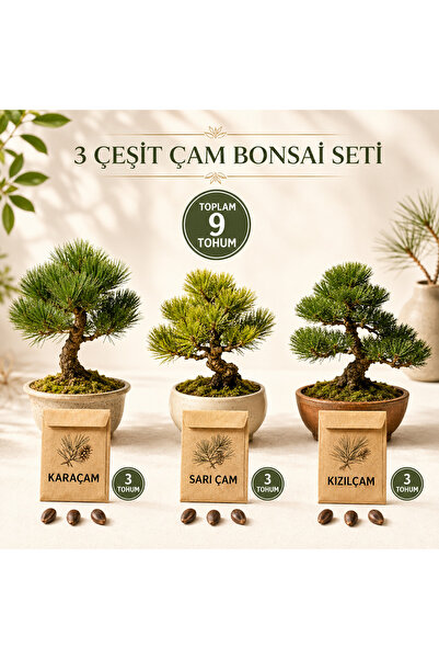 Bade Shop 3 Çeşit Çam Bonsai Tohum Seti Karaçam Sarıçam Kızılçam 3+3+3 Toplam...