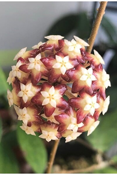 SİMAN BOTANİK Hoya Callistophylla İml 1762 Mum Çiçeği