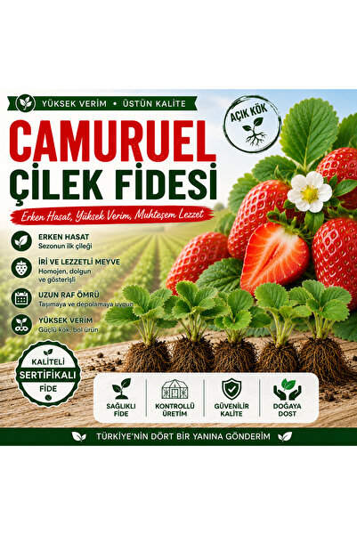 Genel Markalar 1000 Adet Camuruel Açık Köklü Frigo Taze Yediveren Çilek Fidan...