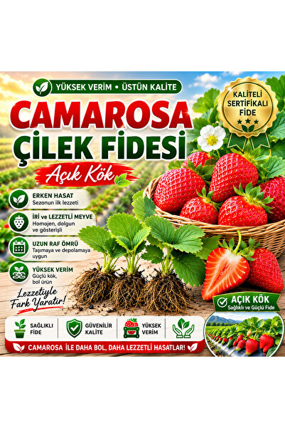 fide marketim 5 Adet Camarosa Açık Köklü Frigo Taze Yediveren Çilek Fidanı Fi...