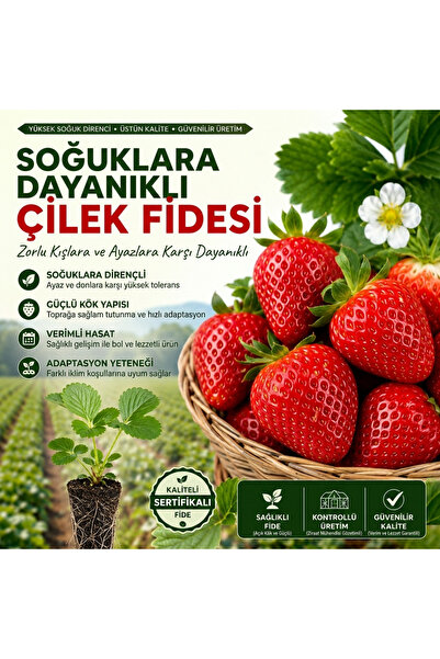 NET TARIM 30 Adet Soğuklara Dayanıklı Yüksek Rakım Açık Köklü Frigo Taze Yedi...