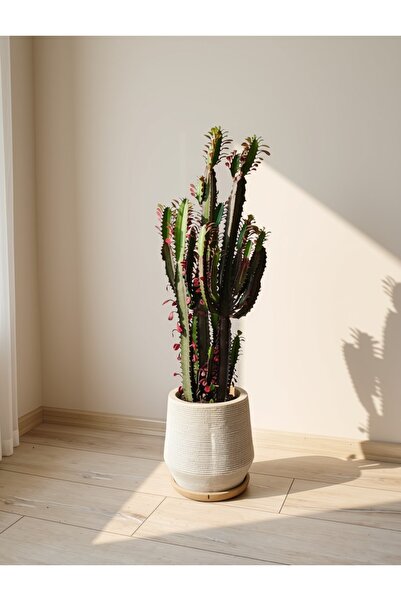 Genel Markalar Euphorbia trigona 'Rubra' - Bordo Süt Kaktüsü - 90cm