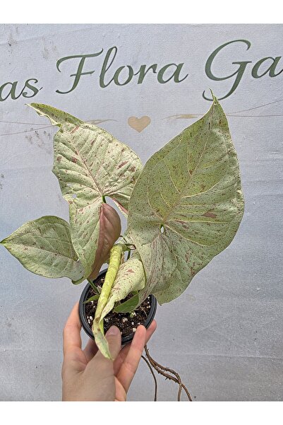 Atlas Flora Garden Syngonium milk confetti