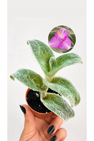 nazlı çiçekçilik Tüylü Telgraf Çiçeği (Cyanotis somaliensis) – Sarkıcı Dekora...