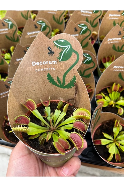 SUKULENTİSTANBUL Dionaea Muscipula - Sinek Kapan - Etobur Bitki