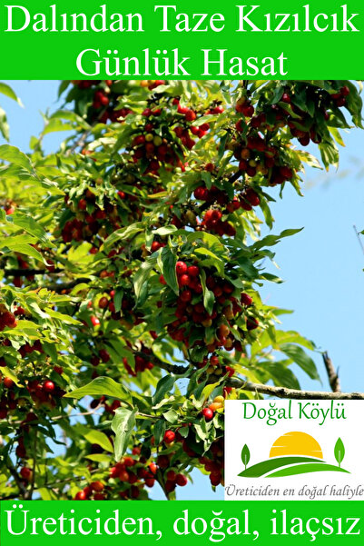 Doğal Köylü Dalından Taze Kızılcık Meyvesi 250gr - Üreticiden, Doğal, İlaçsız