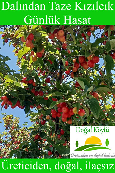 Doğal Köylü Dalından Taze Kızılcık Meyvesi 250gr - Üreticiden, Doğal, İlaçsız