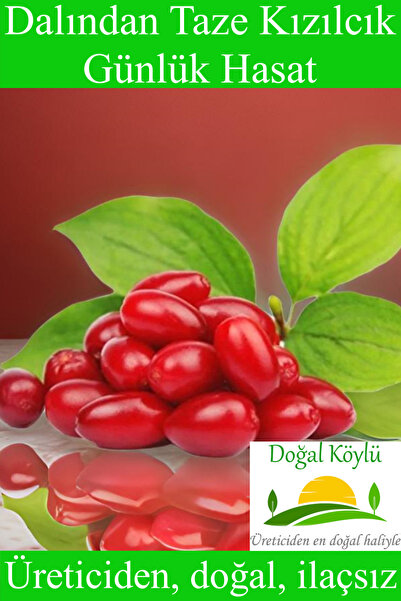 Doğal Köylü Dalından Taze Kızılcık Meyvesi 250gr - Üreticiden, Doğal, İlaçsız