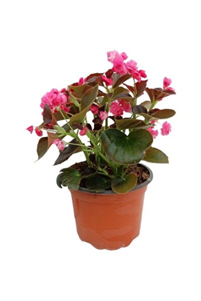 Mimoza Bitki Market Begonia (Begonya Çiçeği) Pembe 10-20 cm