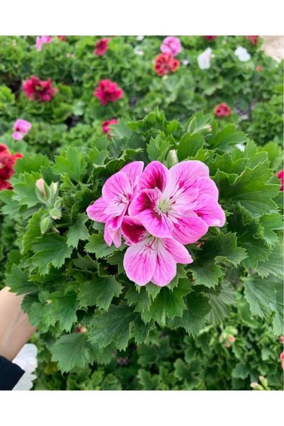 Mimoza Ceylan Gözü Sardunya Çiçeği Fidanı Lila 10-20 cm
