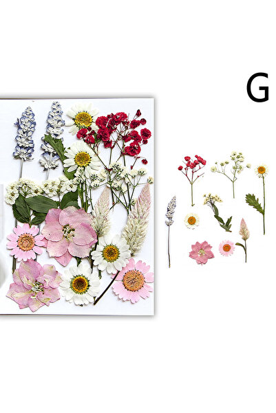 choice2 G Dried Flowers Real Natural Plant Pressed Flower For Epoxy Resin Fil...