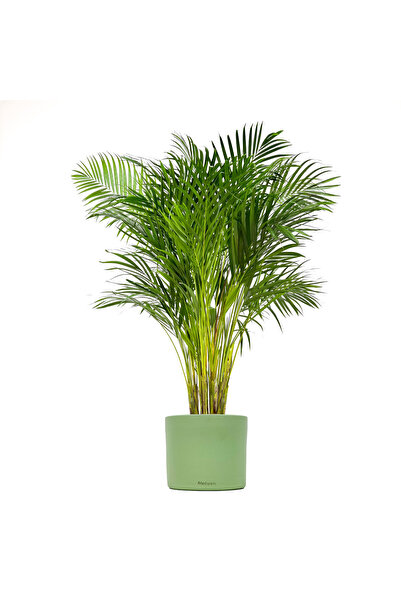 Fidanburada Areka Palmiyesi Large - Ruby Mint Yeşili Saksılı Dypsis Lutescens