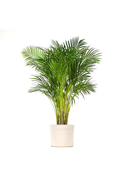 Fidanburada Areka Palmiyesi Large - Ruby Beyaz Saksılı Dypsis Lutescens