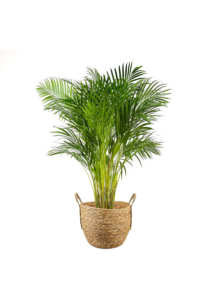 Fidanburada Areka Palmiyesi Large (DYPSİS LUTESCENS) Boho Hasır Saksılı