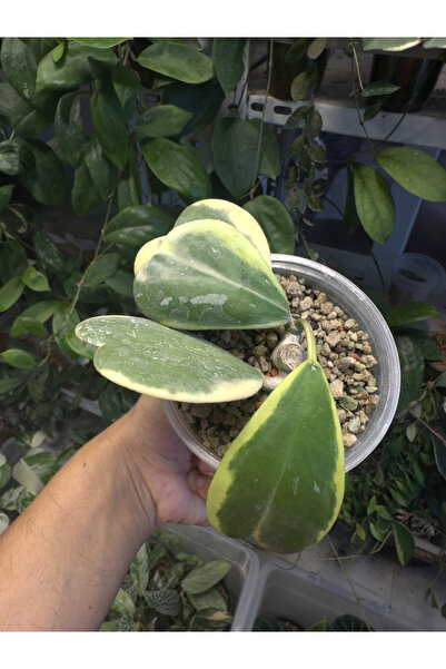 Hoya Kerrii Variegated