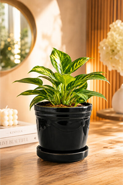 NisaLuce Seramik Tabaklı Saksısı 12 Cm Siyah •• Modern Salon Balkon Salon & Mutfak Düzen Bitki Çiçek Düzen Balkon Dekorasyon Çiçek Saksısı Toprak Salon Saksılık Ayna Önü Dekor Konsol Üzeri Süsleme Çiçeklik