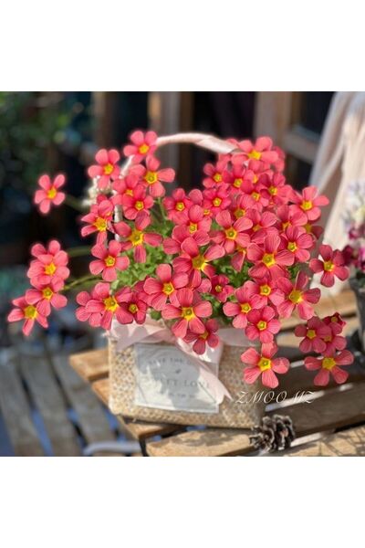 Bloom & Sow Seed بذور أوكساليس مخططة بلون وردي نبيذي مع قلب أصفر ساطع، زهرة م...