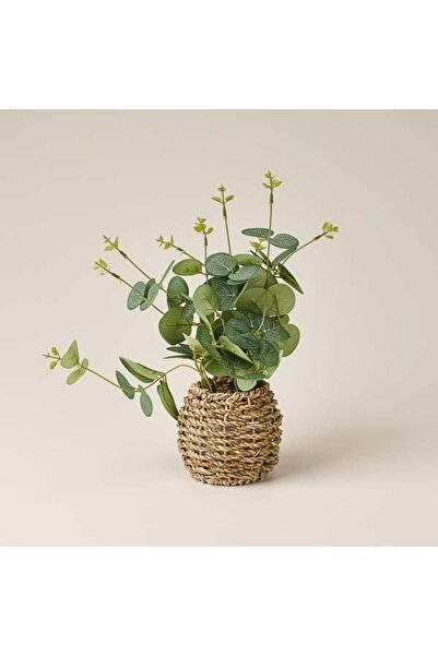 Evidea Deco Hasır Saksılı Okaliptüs - Yeşil - 25 cm