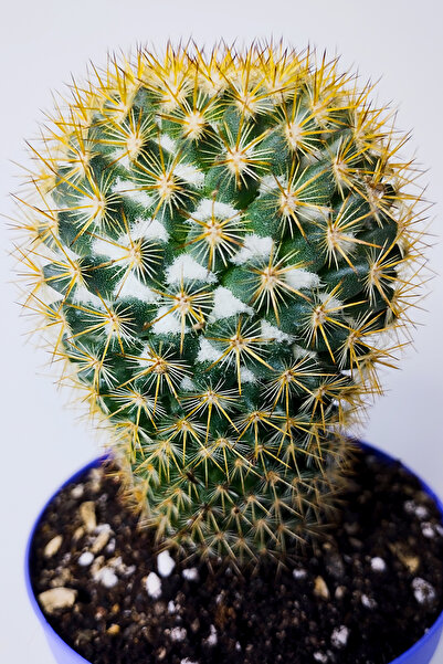 Toptan Kaktüs Mammillaria Flavicentra Kaktüs – Altın Dikenli Özel Seri – 8.5 cm Saksıda