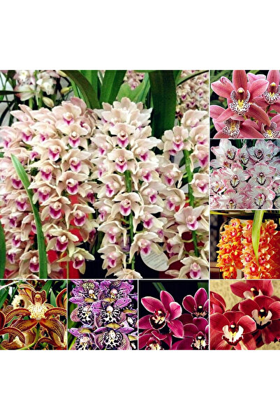 123 Orchid Seeds, Outdoor Perennial Flowers, Ground Cover Plants, Creeping Gr...