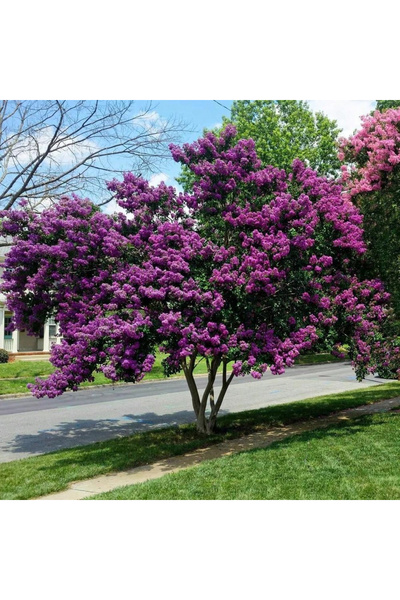 123 50Pcs Purple Ottoman Privacy Tree Seeds Factory for Usa Christmas Gift