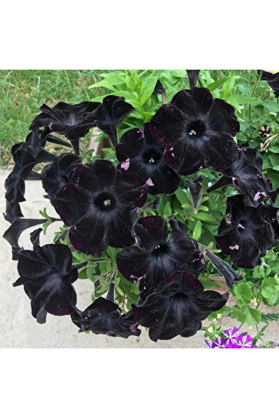 123 122 Pcs Black Seeds Morning Flower Plant Flower Seeds