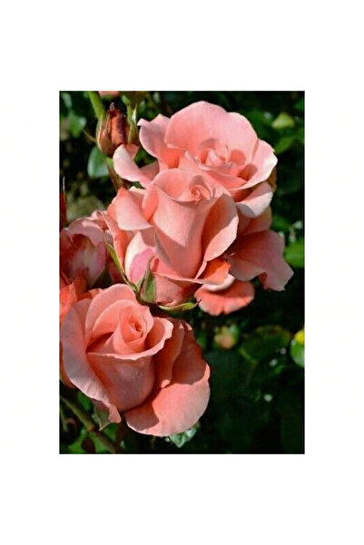 123 155Pcs Salmon Rose Seeds, Perennial Shrub Flower Seeds, Garden Planting
