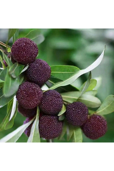 123 Newly Selected Large-Berry Baiperry Seeds, High-Yield Decorative Fruit Tr...