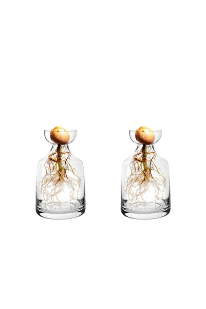 Choice 2PCS Four-piece Avocado Seed Starter Vase- Grow Your Own Avocado Tree ...