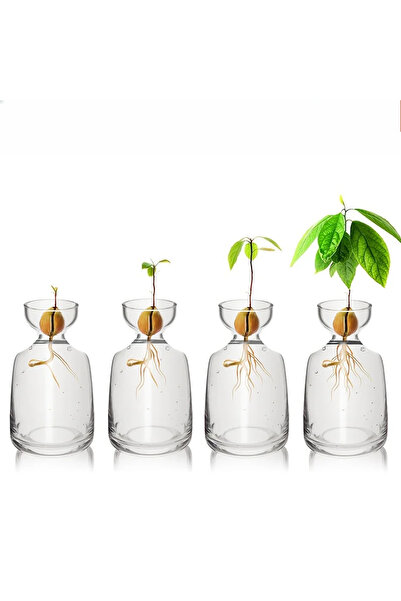 Choice 4pcs Four-piece Avocado Seed Starter Vase- Grow Your Own Avocado Tree ...