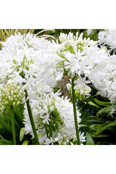 123 110Pcs/African Lily Seeds, Agapanthus Calliopsis Flowers, Perennial Flowe...