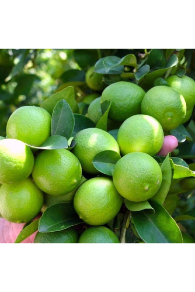 123 100 Fruit Seeds Newly Planted with High Growth Quality