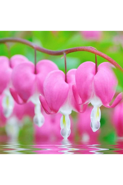 123 150Pcs Red Bleeding Heart Seeds Perennial Attract Butterflies and Bees La...